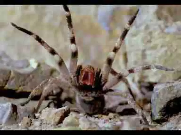 Video: TOP 10 MOST DANGEROUS SPIDERS IN THE WORLD || When Spiders attack